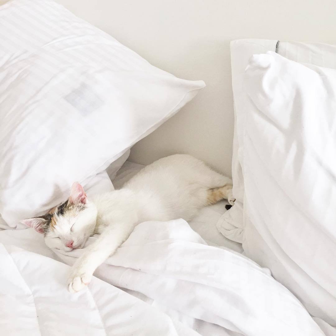 Котенок в постели. Котик в кровати. Котик в белой постели. Кот Эстетика. Белый кот Эстетика.