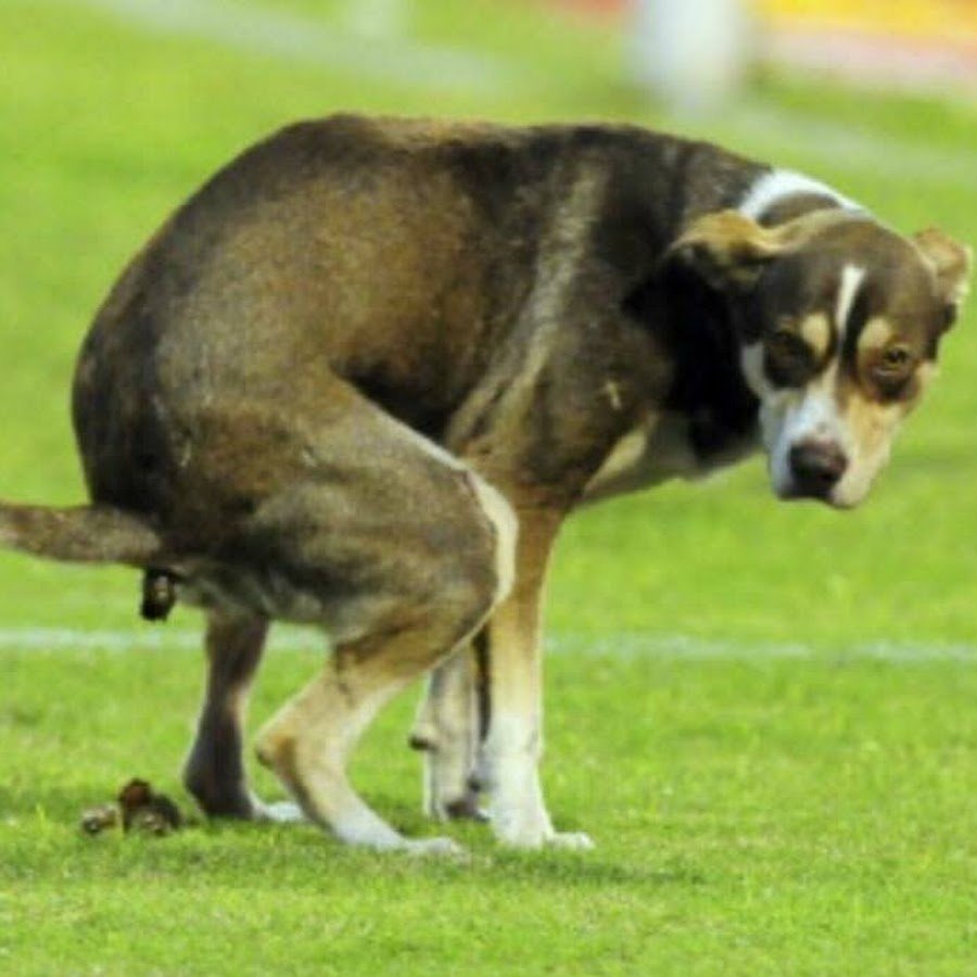 Смешная овчарка