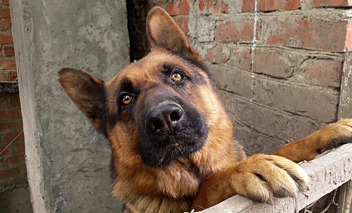 Kavkazskaya Ovcharka картинки