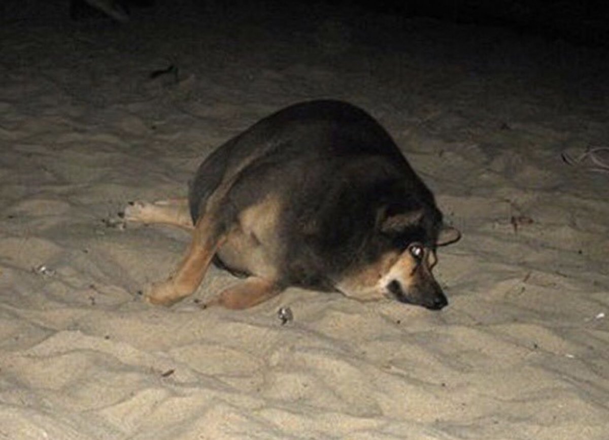 Жирная немецкая овчарка