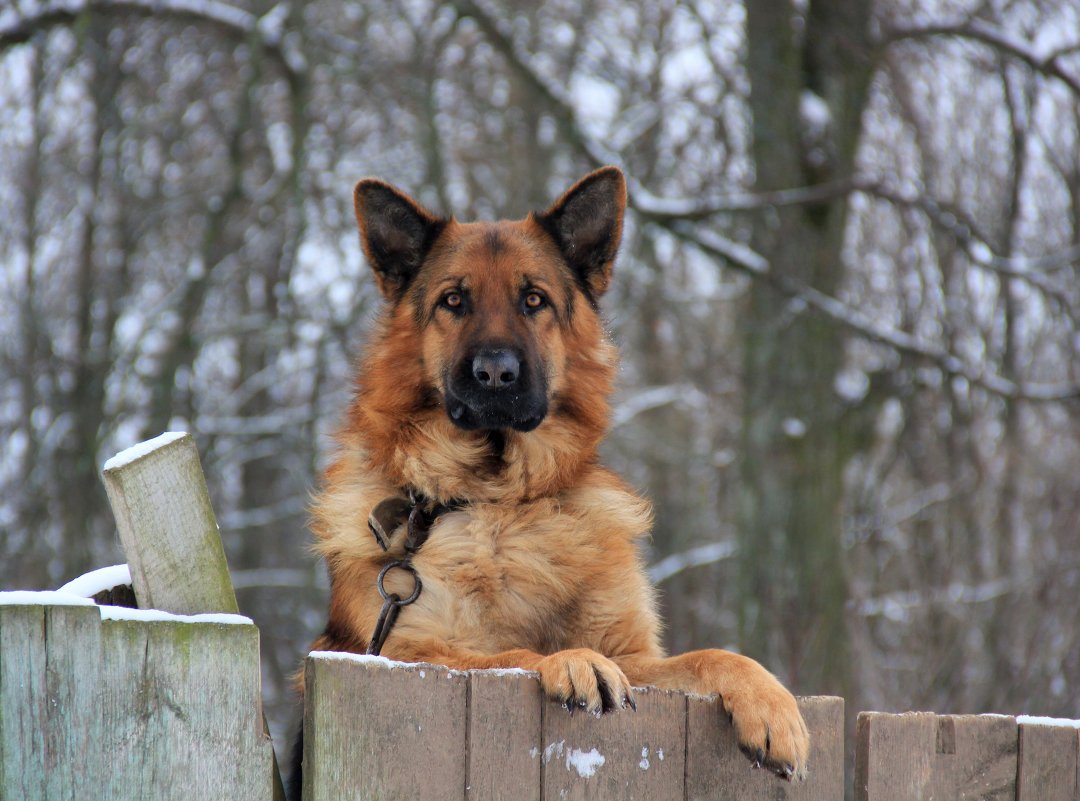 Немецкая овчарка злая