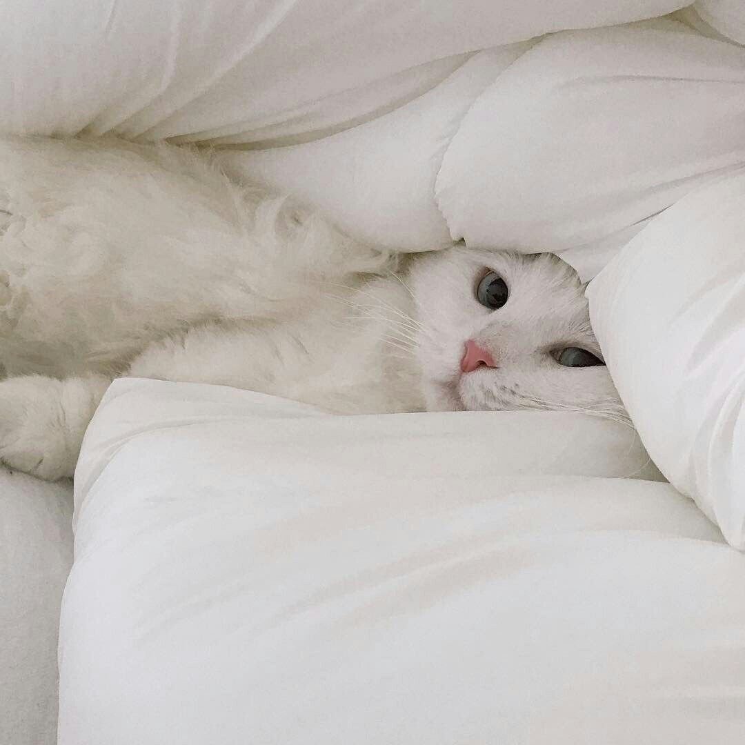 Кошечка в постели