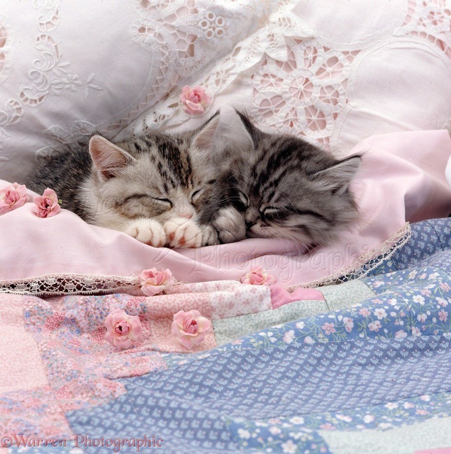 Котенок. Спокойной ночи!