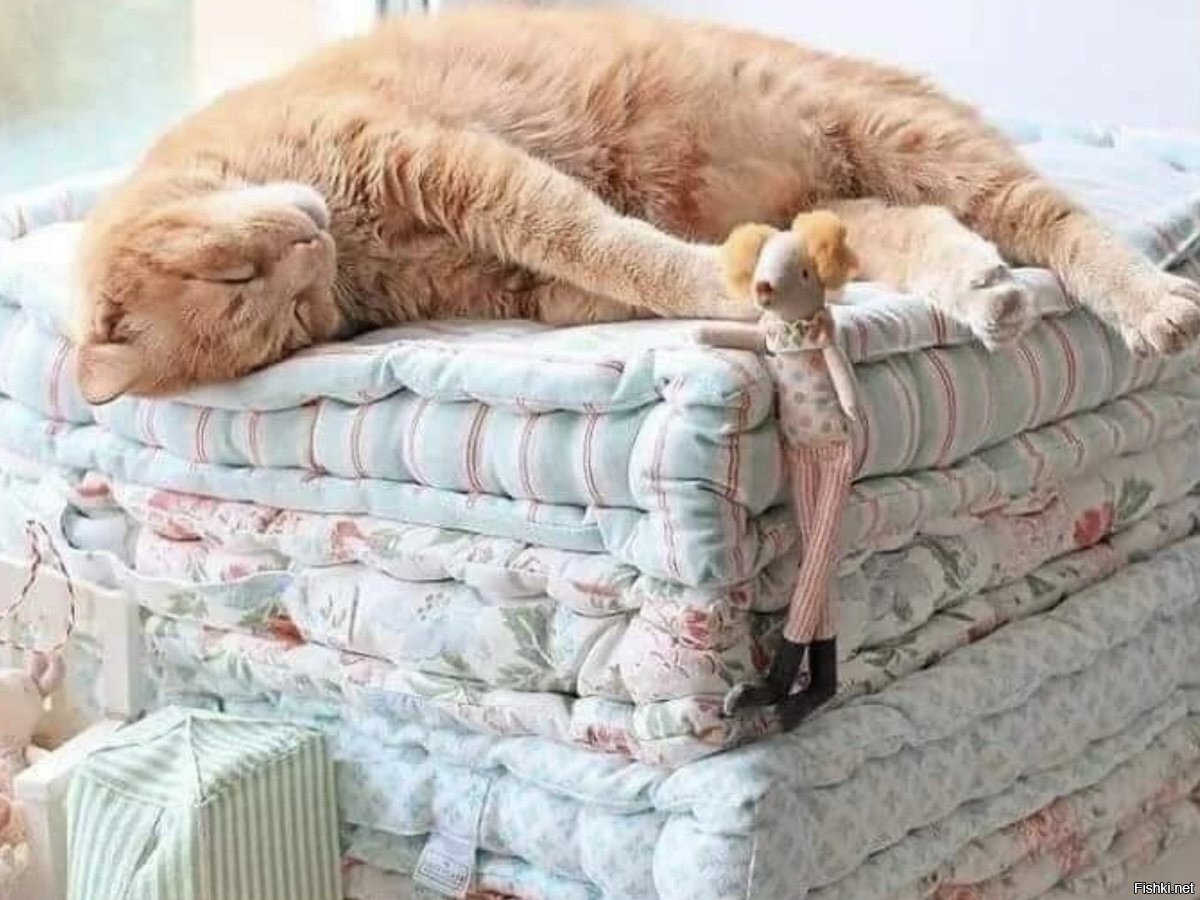 Постельное белье с кошками рыжими