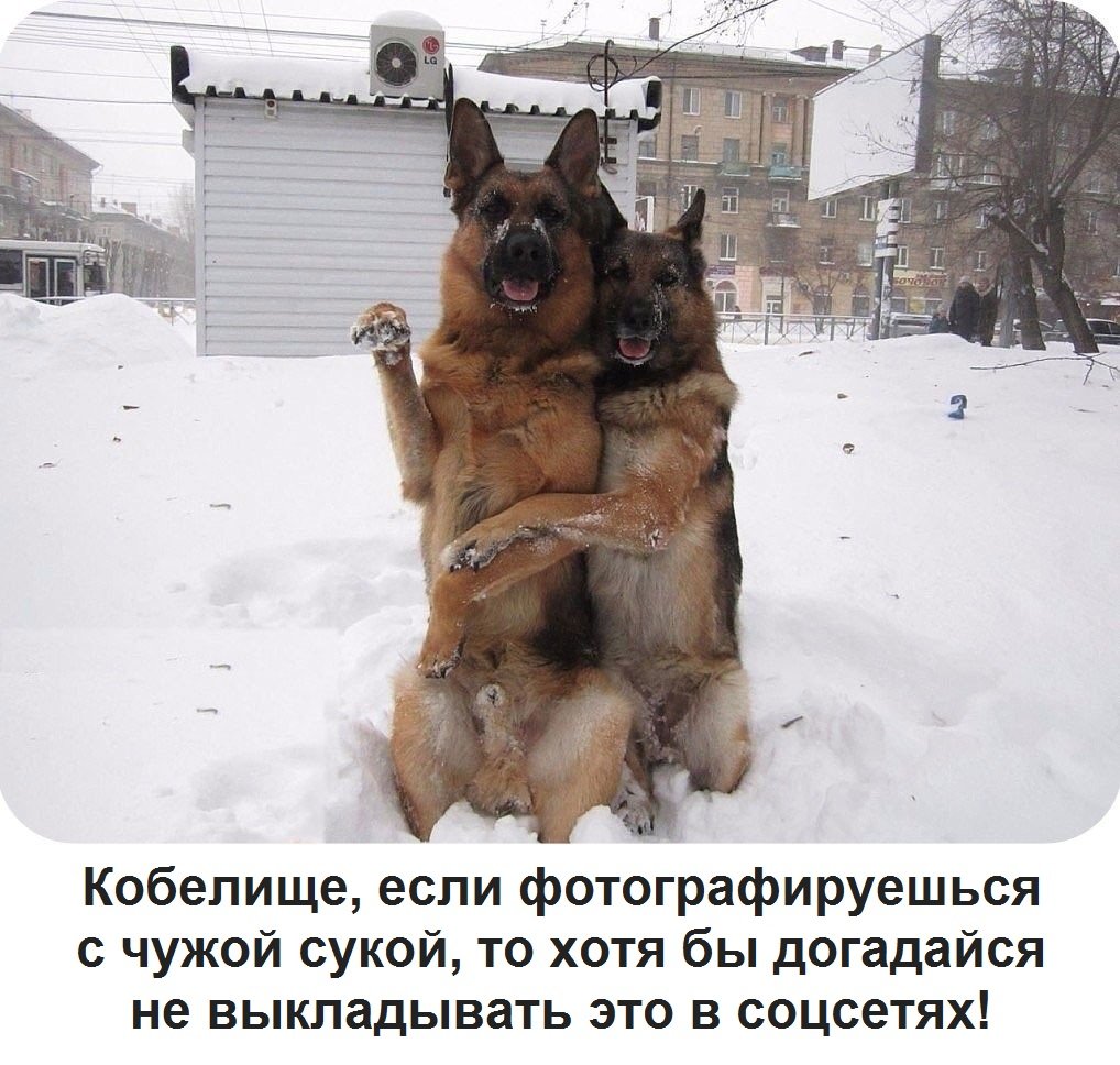 Кавказская овчарка и чау чау