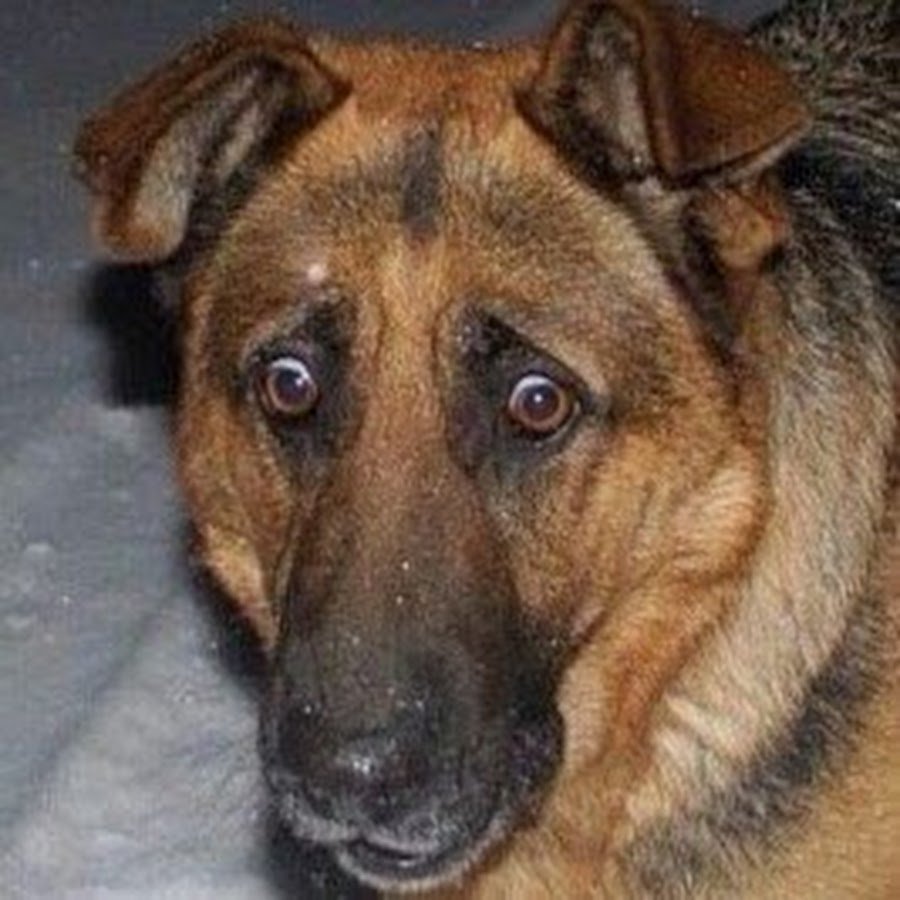 Смешные немецкие овчарки