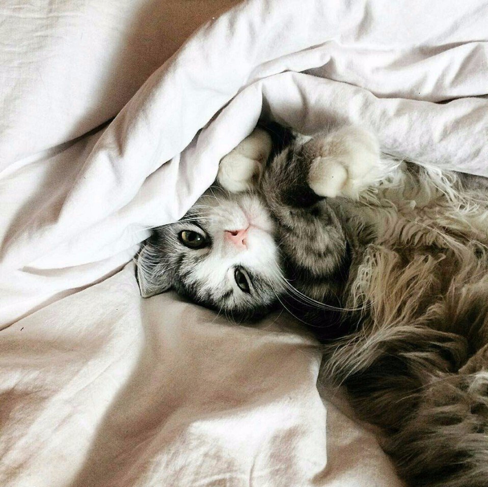 Утренний котик