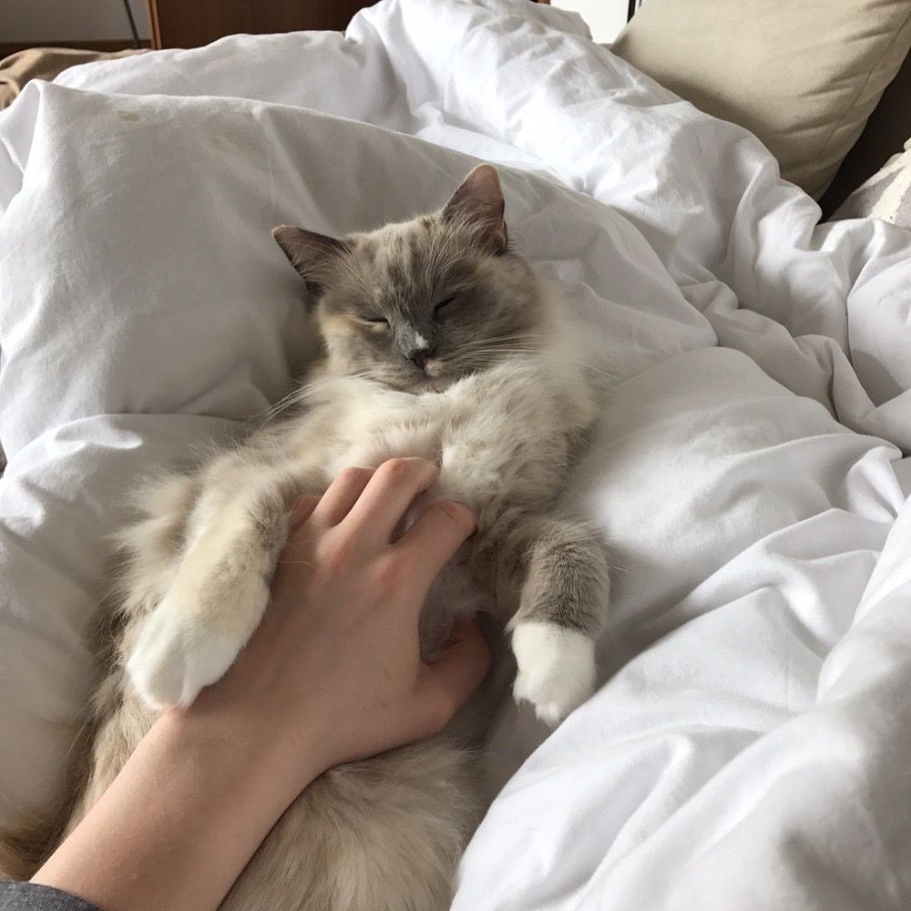 Котята Эстетика