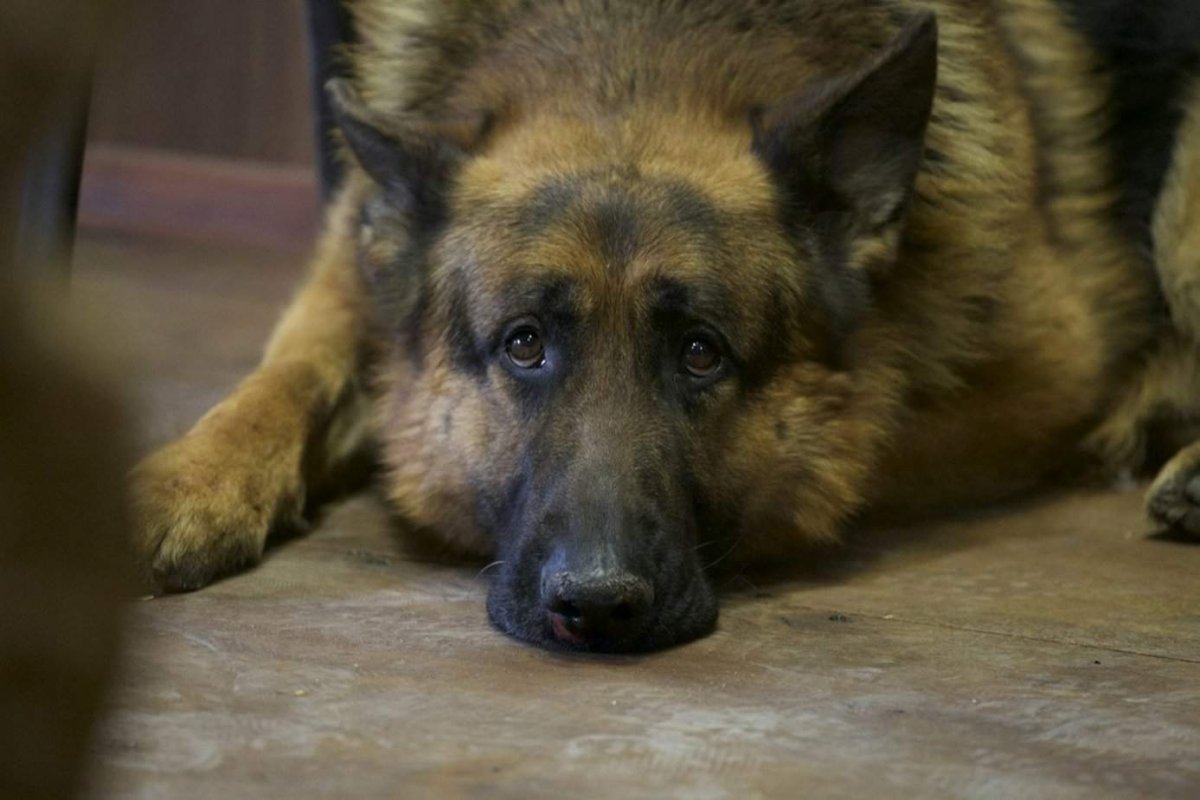 Толстый щенок