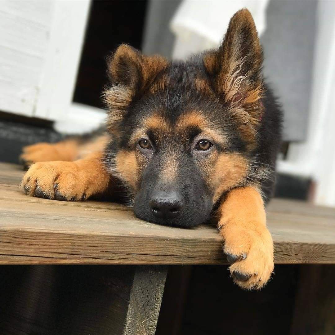 Тибетский мастиф и волкодав