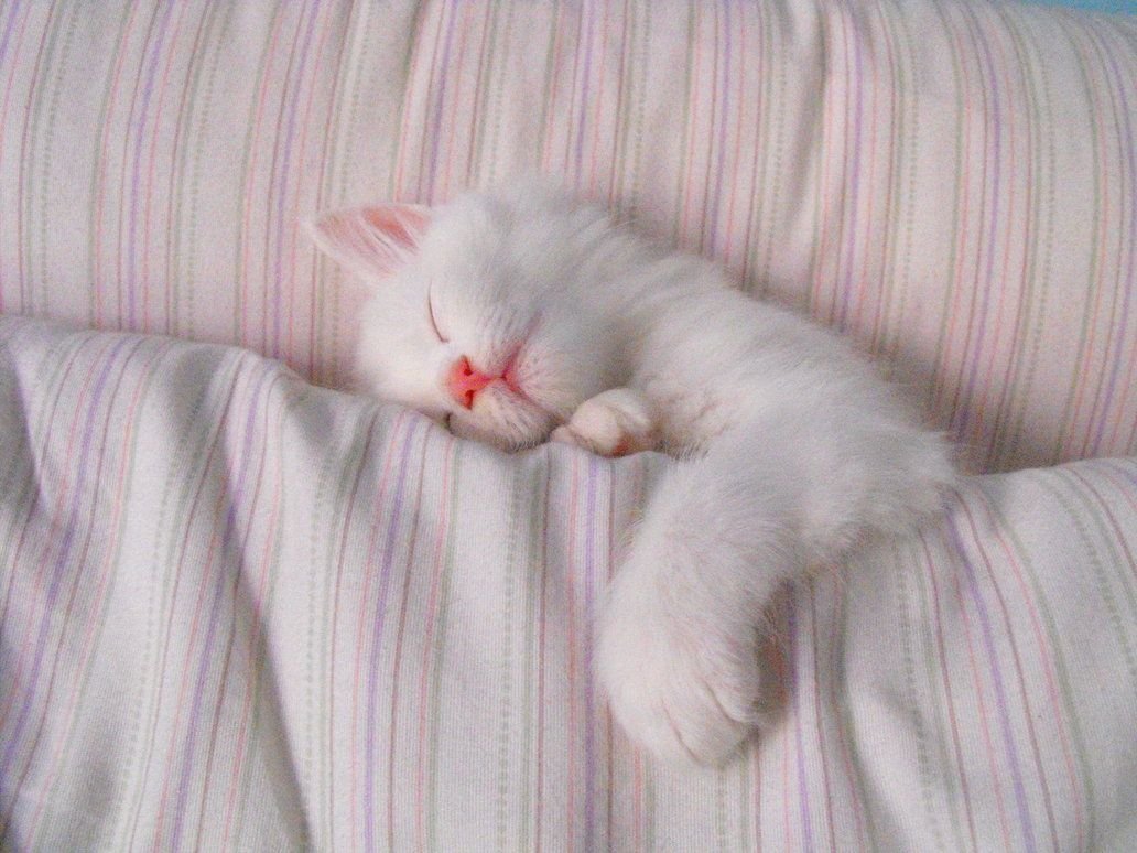 Котенок спит под одеялом