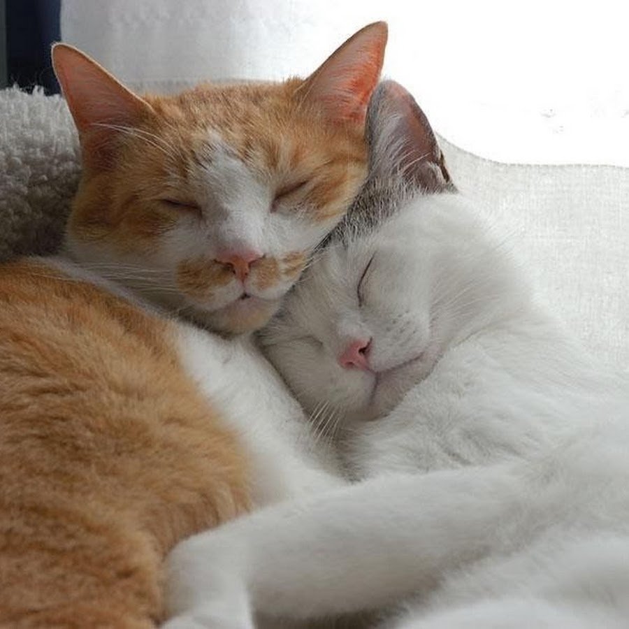 Котики обнимаются с сердечками