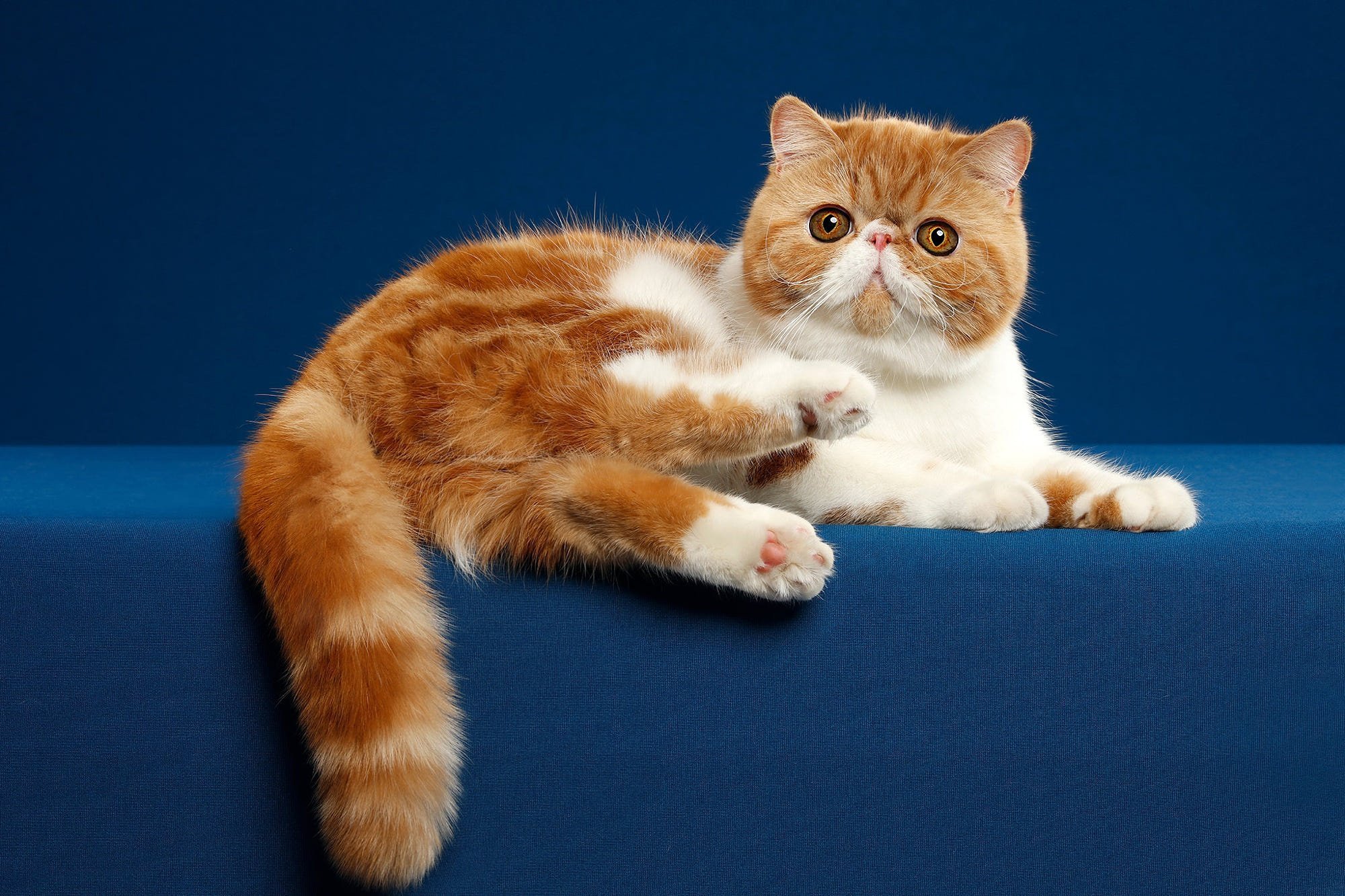 Персидская кошка короткошерстная - 78 фото