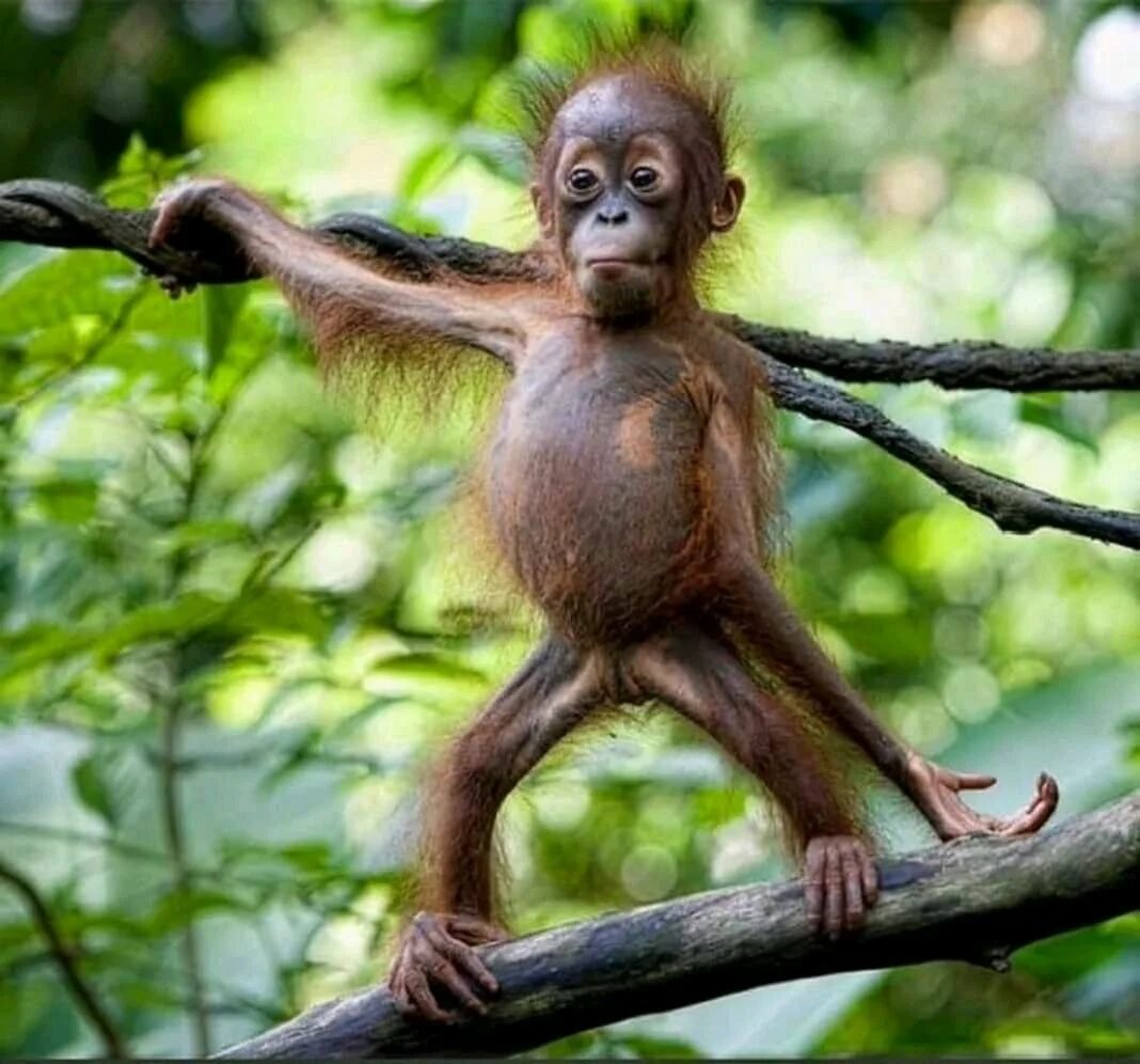 Смешные обезьянки