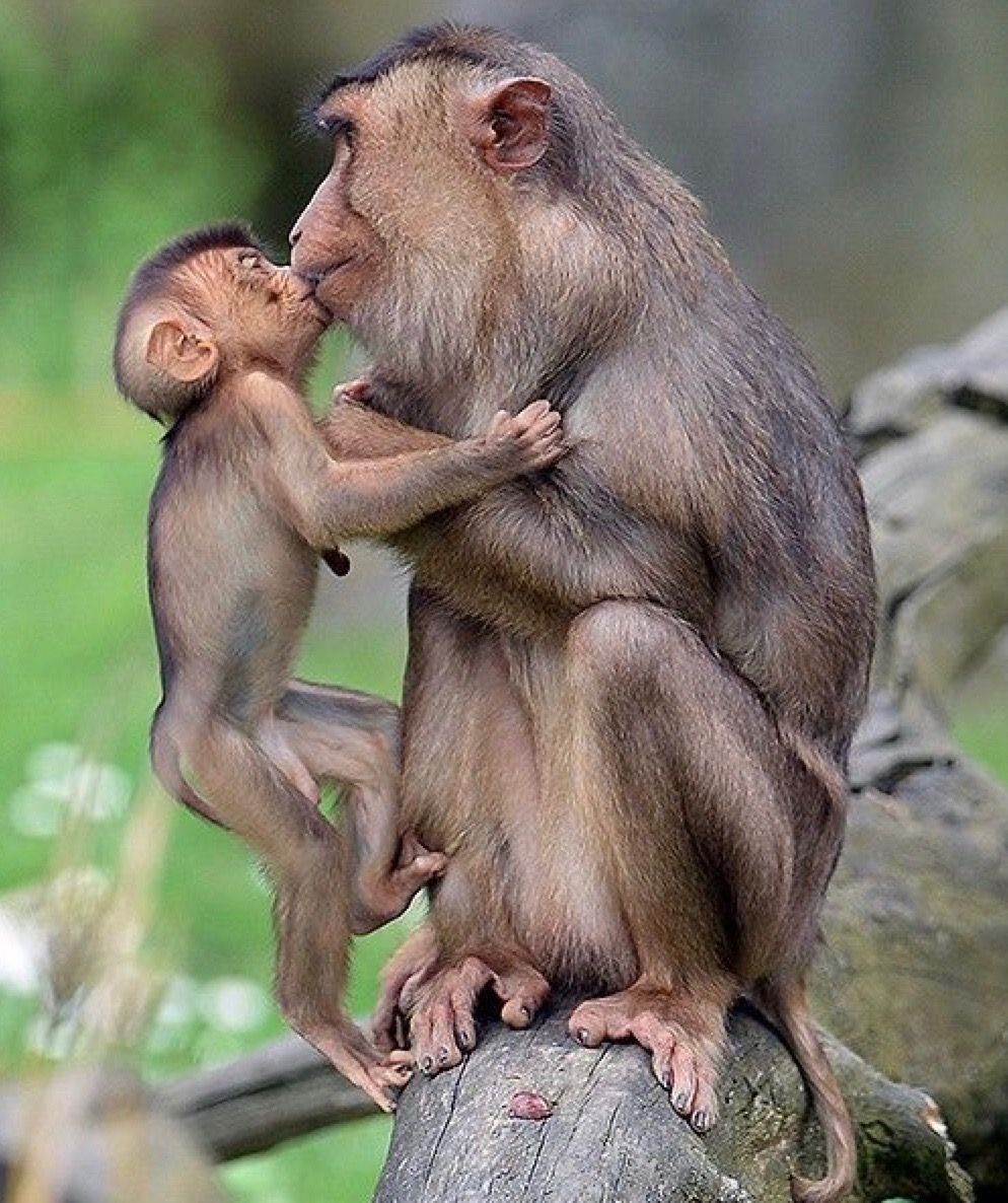 Обезьянки макаки и их Детеныши