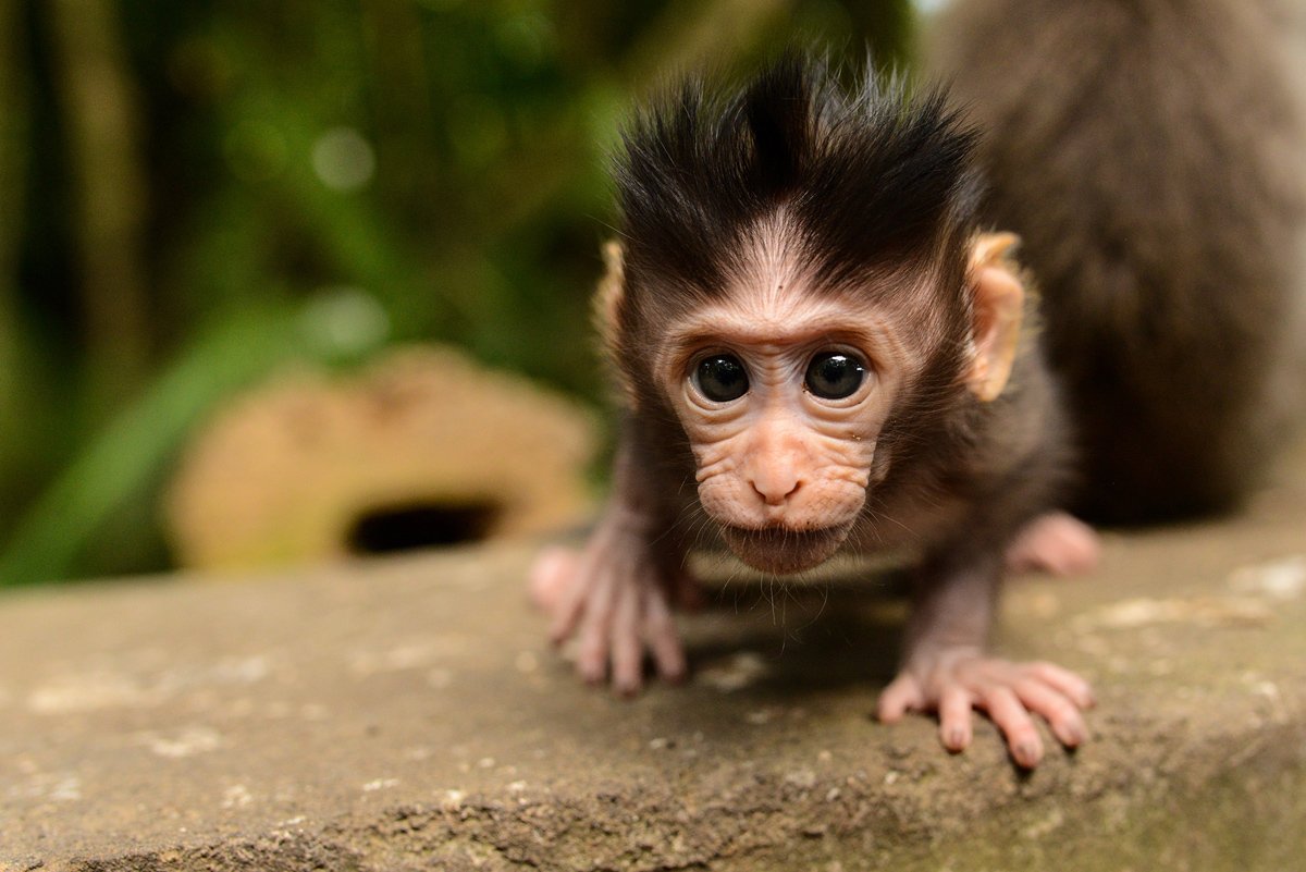 Маленькие милые обезьянки