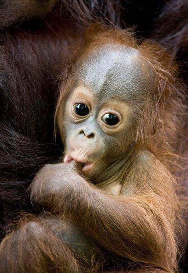Орангутан детеныш
