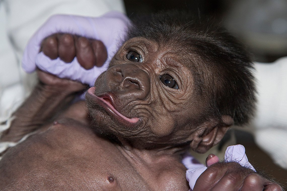 Детеныш шимпанзе