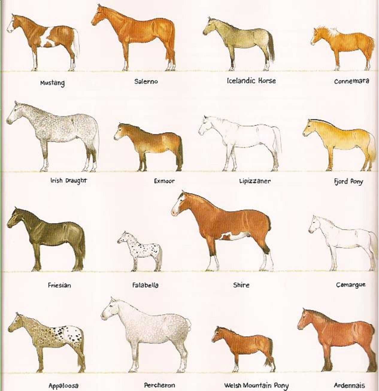 Какие породы домашних. Масти лошадей таблица. Разные породы лошадей. Породы домашних животных. Породы различных пород.