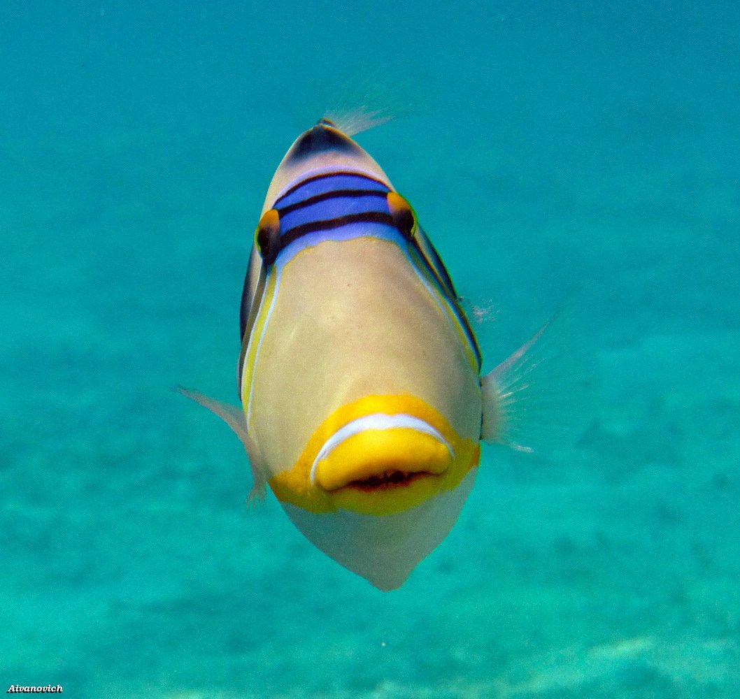 Рыбы на Мальдивах