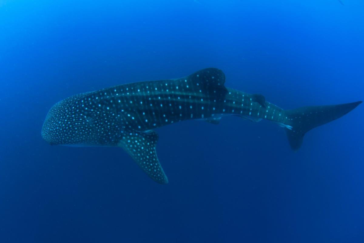 Мальдивы Флора и фауна