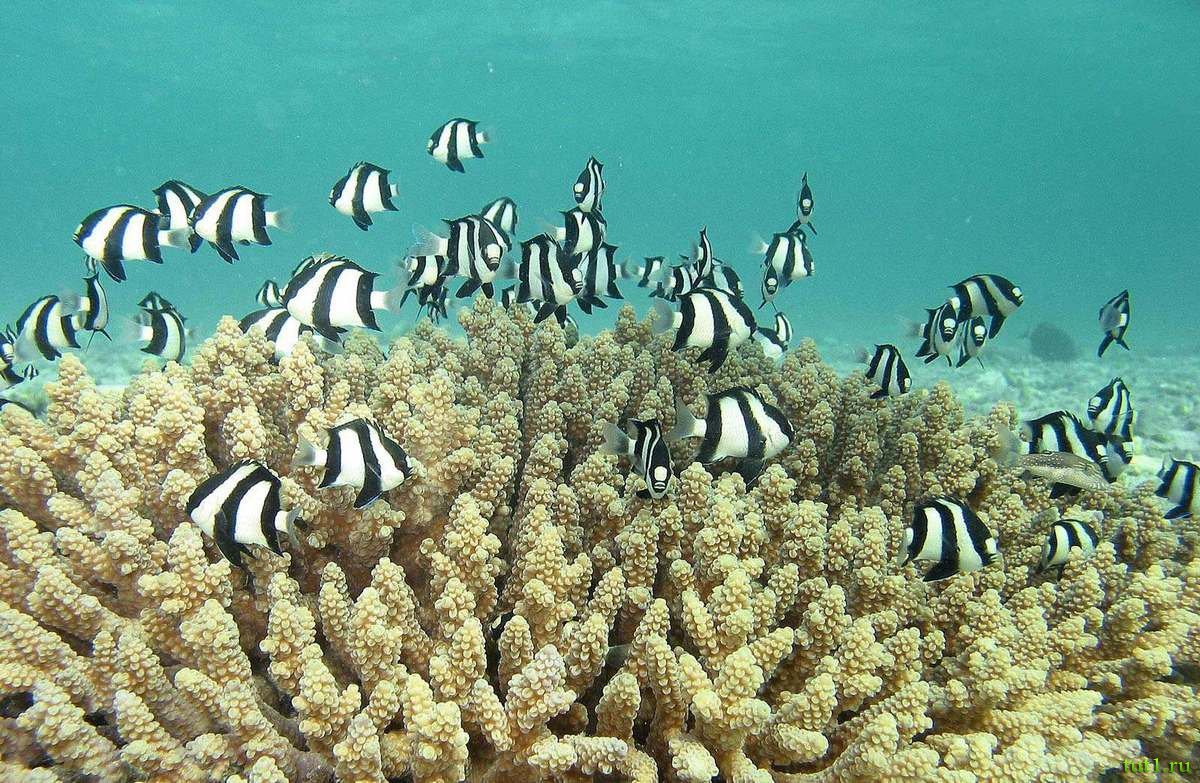 Морские обитатели Мальдивских островов