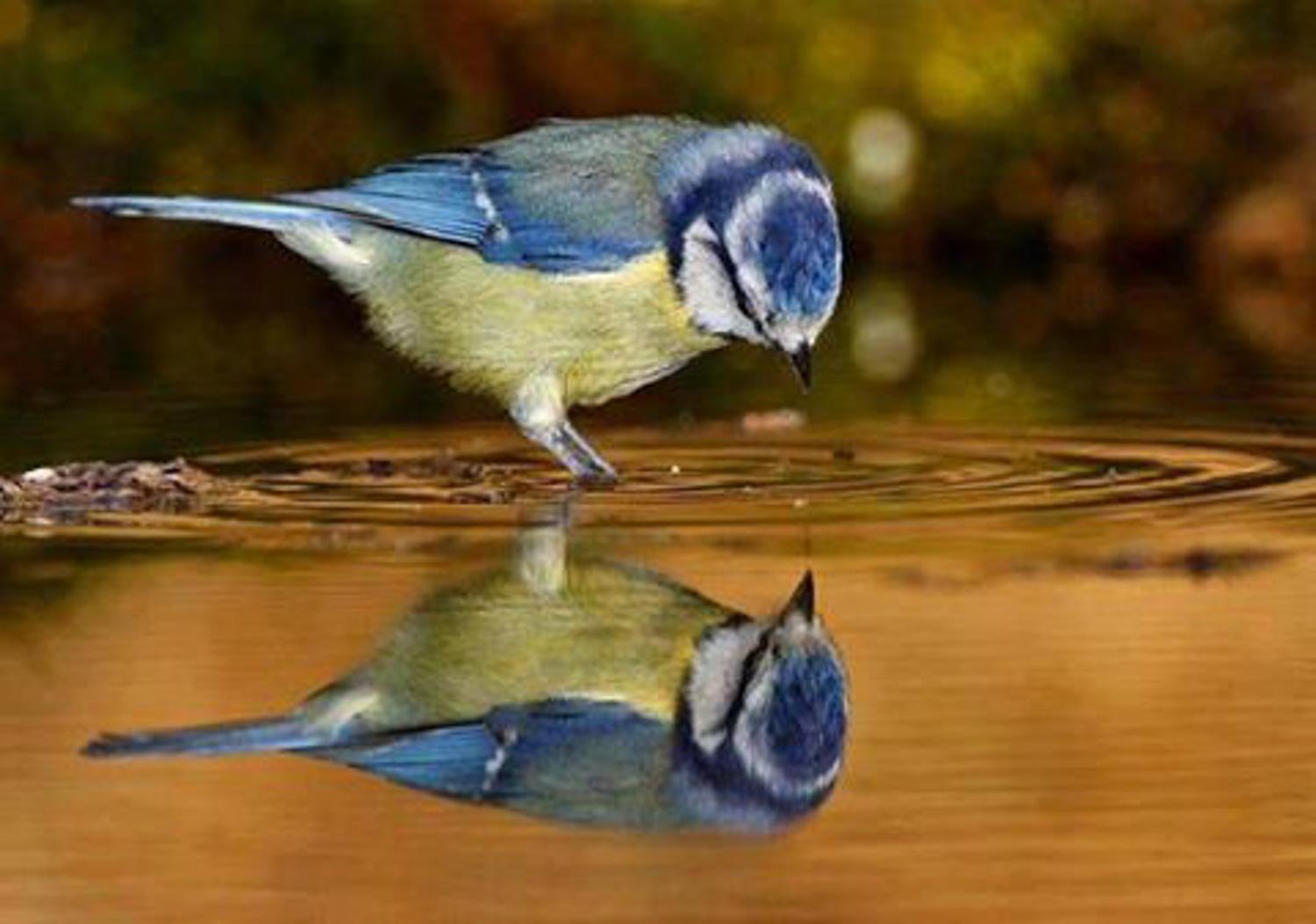 Синица лось. Птицы. Птицы картинки. Синица птица. Отражение птиц в воде.
