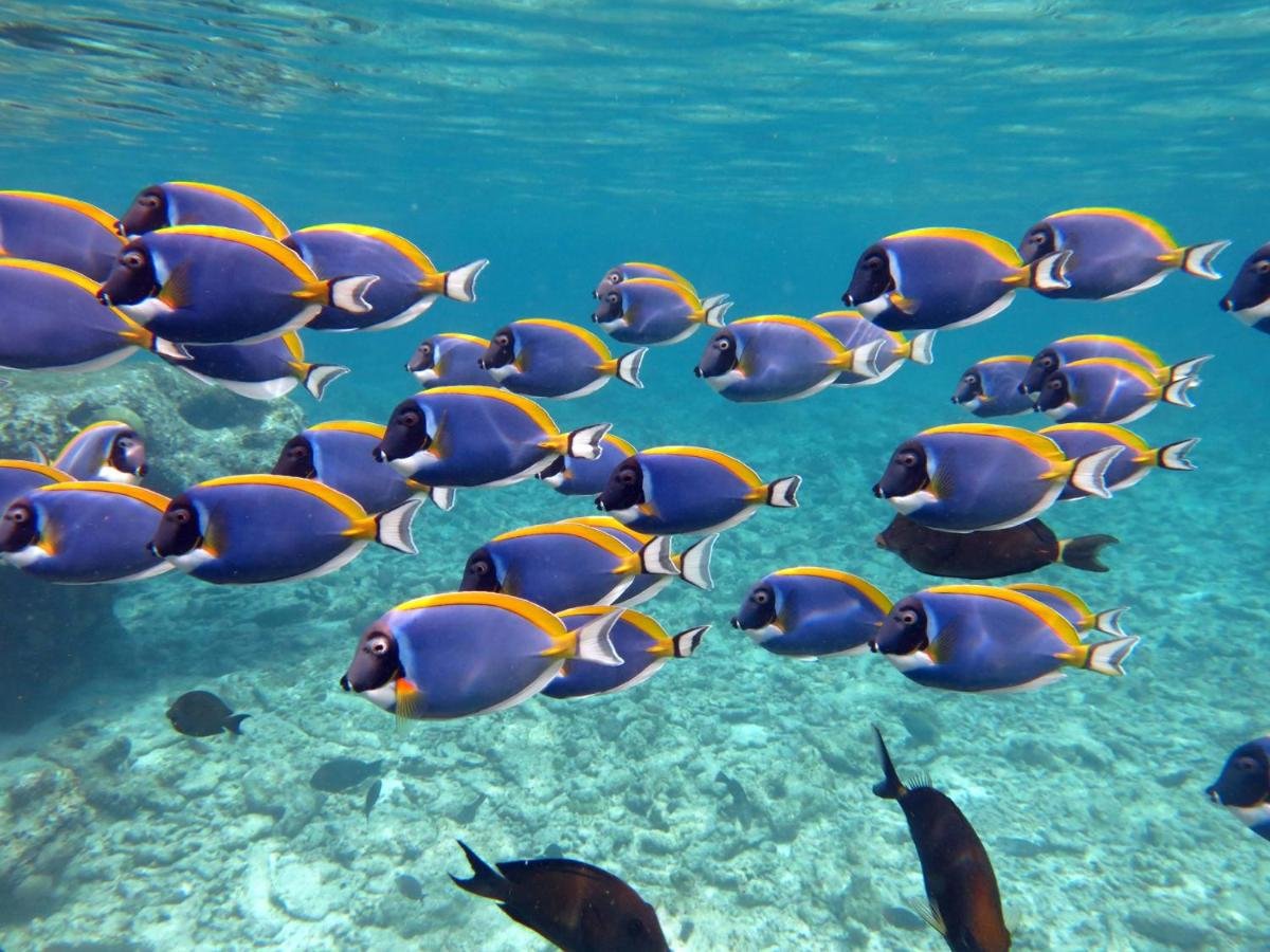 Домашний риф на Мальдивах