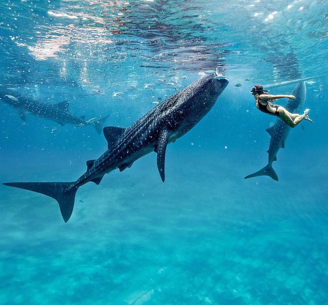 Китовые акулы Филиппины