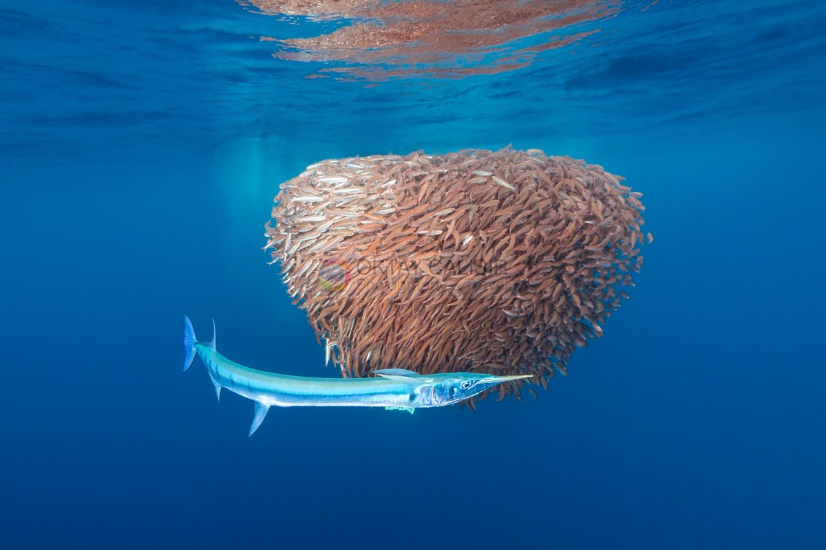 Shark point ari Atoll