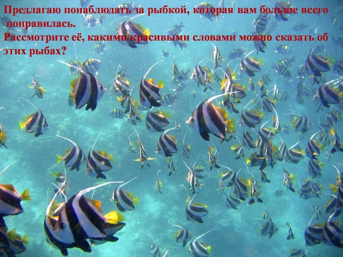 Рыбки риф Мальдивы