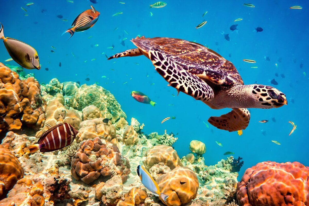 Мальдивы рифы черепахи