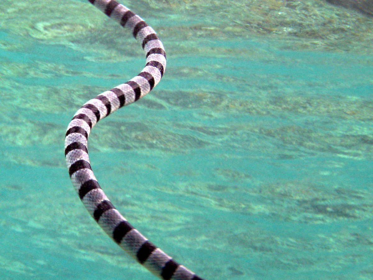 Морская змея Дюбуа