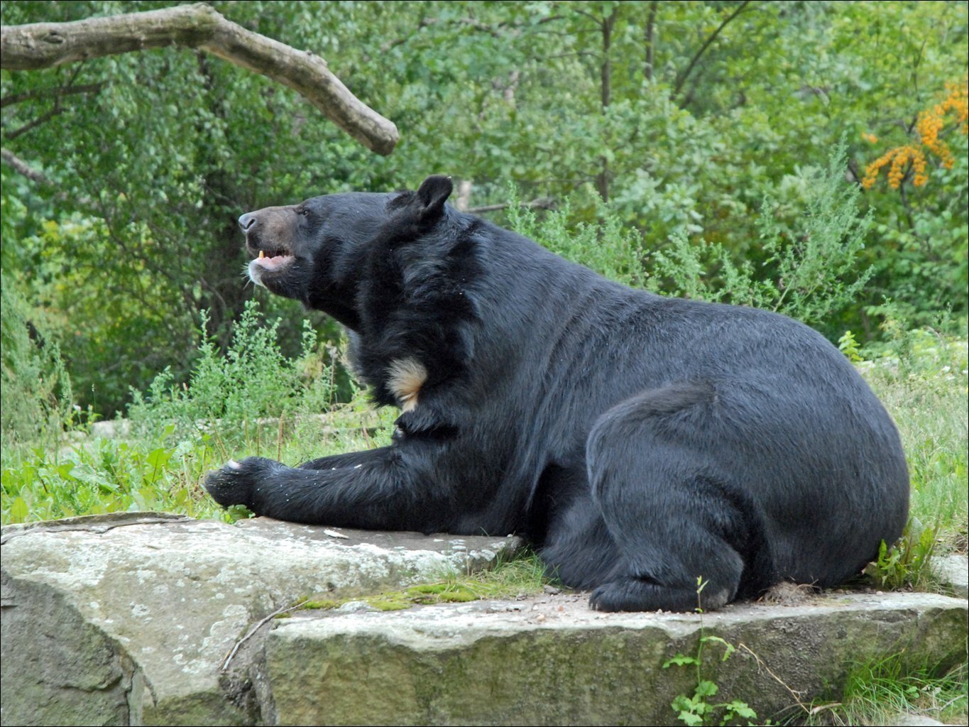 Гималайский медвежонок. Гималайский белогрудый медведь. Уссурийский Гималайский медведь. Бурый и Гималайский медведь. Медведь Дальневосточный белогрудый.