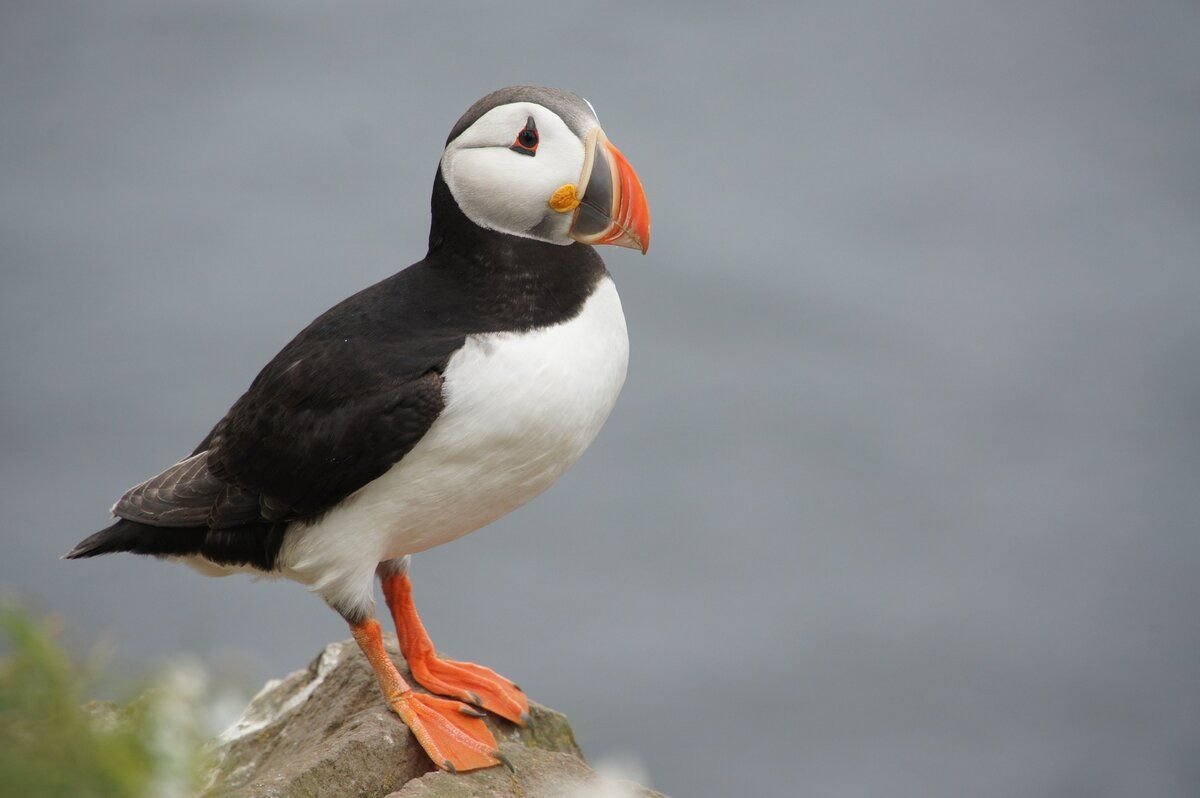 Puffins птица тупик