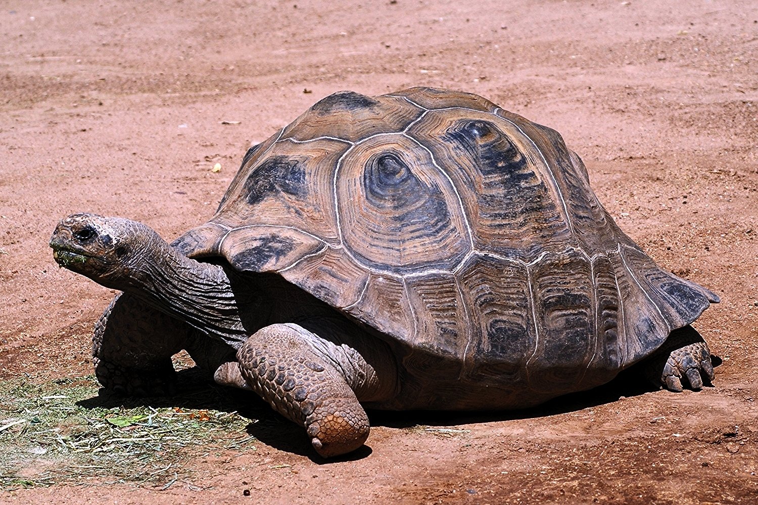 Черепаха медленно ползет. Geochelone sulcata. Африканская черепаха. Африканская шпороносная черепаха. Пустынная черепаха.
