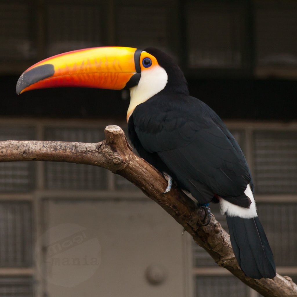 Синеклювый Тукан