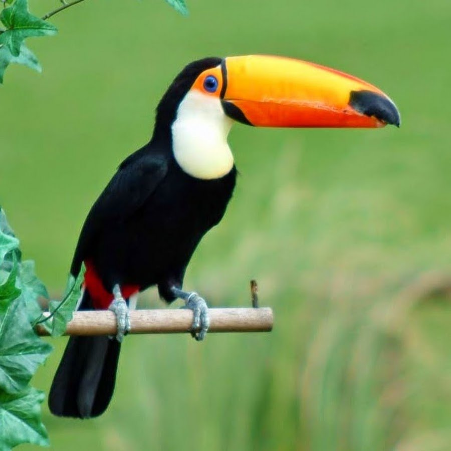 Тукан Южная Америка