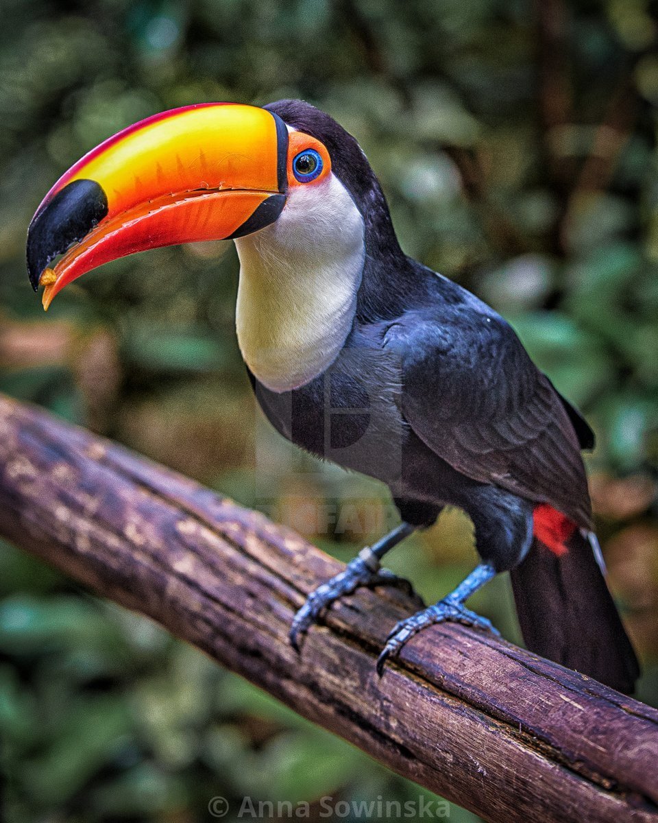 Синеклювый Тукан