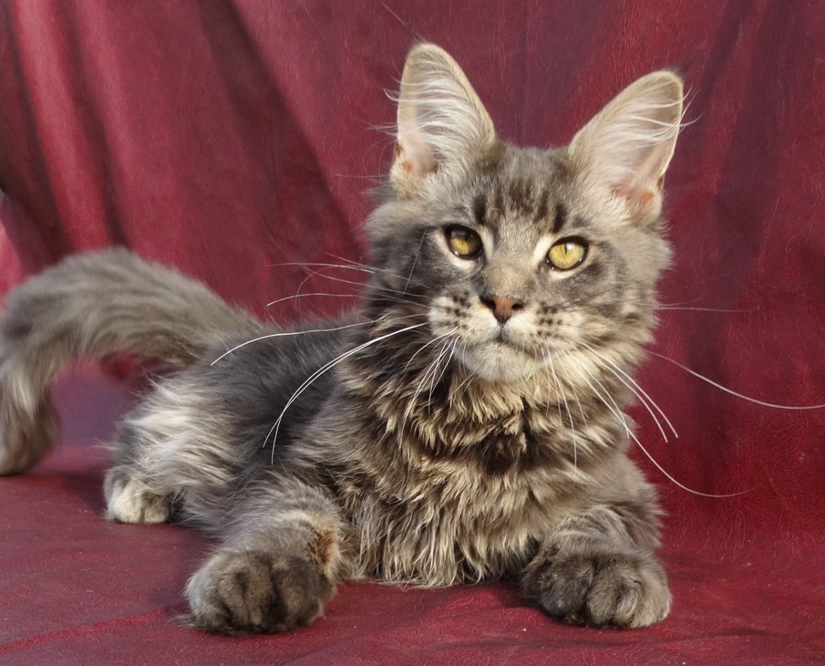 Разные породы кошек