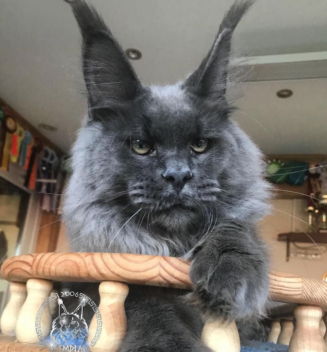 Мейн кун енотовидная кошка