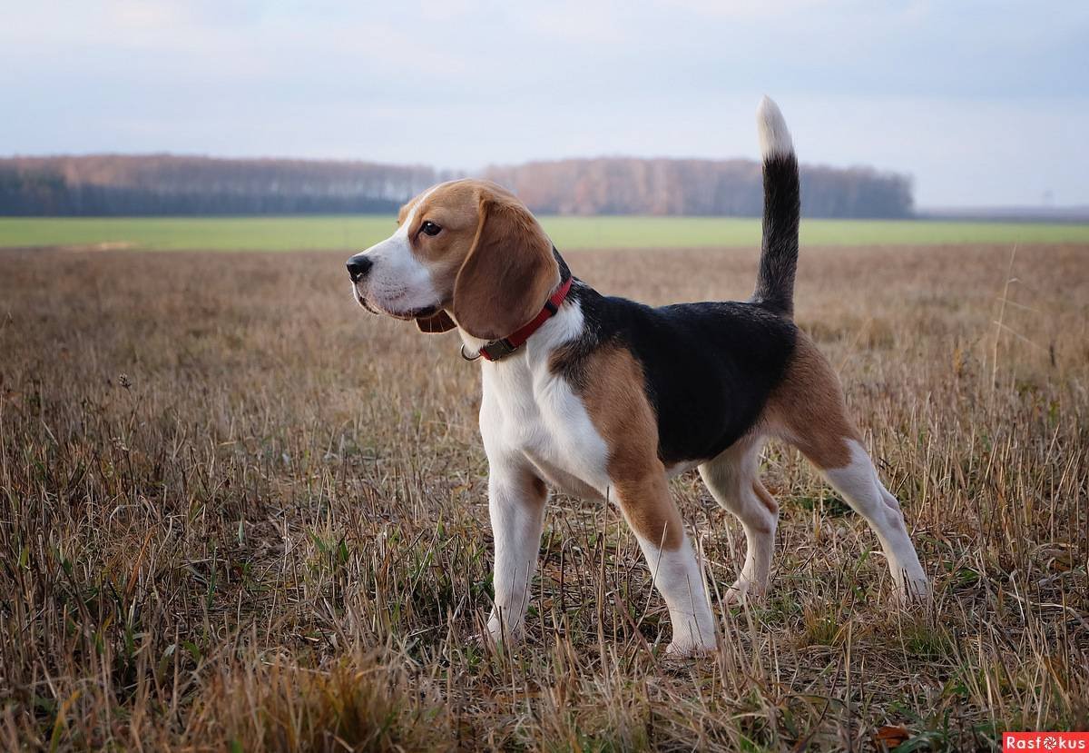 Французский Бигль харьер