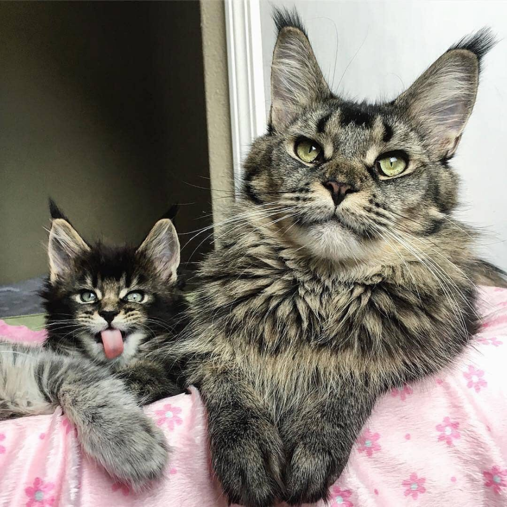 Кот Мейн кун по кличке кефир