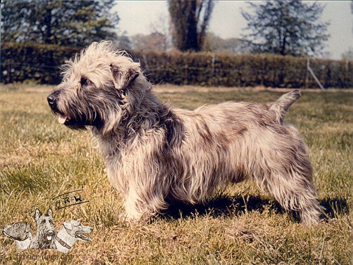 Морки собака