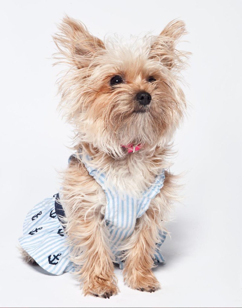 Красивые собаки