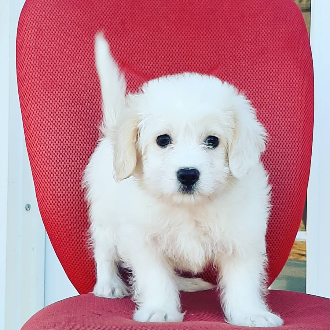 Очень милые маленькие собачки