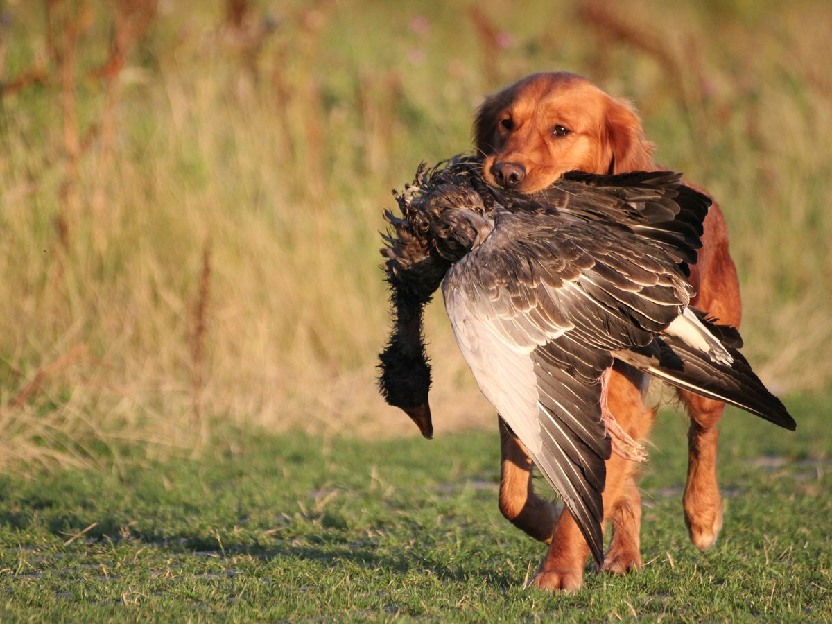 Собака охотничья