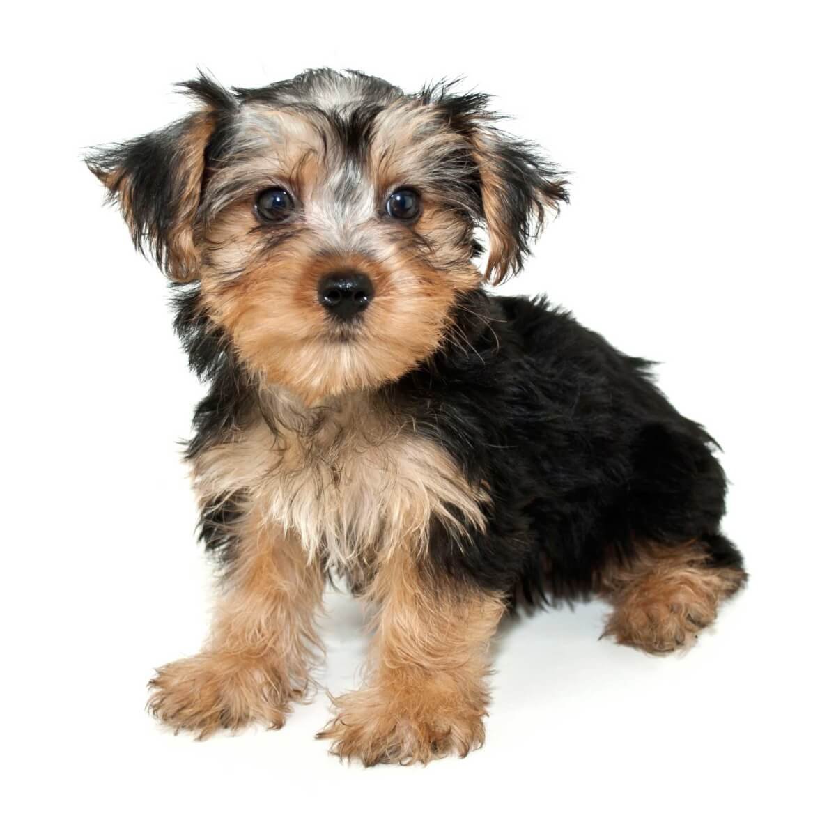 Собаки Морки в Уфе