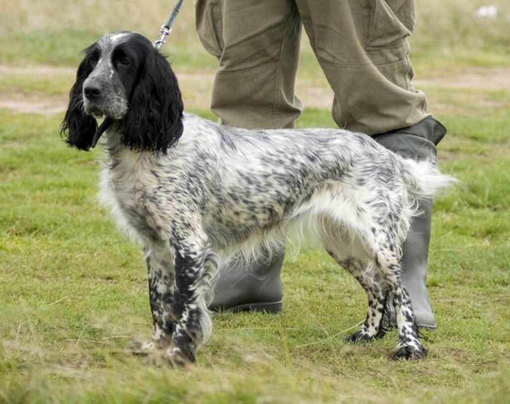 Русский охотничий спаниель породистый