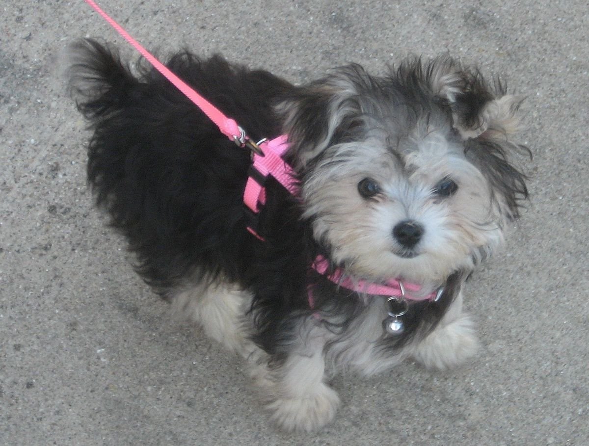 Морки собака описание породы